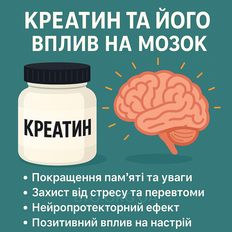 Вплив креатину на мозок