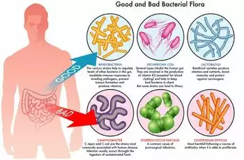 How Gut Flora Affects Your Health?