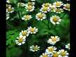 Видео обзор на Nature's Way, Пиретрум 380 мг, Feverfew Herb 380 mg, 180 кап