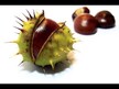 Видео обзор на NOW, Конский каштан, Horse Chestnut 300 mg, 90 капсул