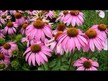 Видео обзор на Эхинацея, Echinacea Purpurea Herb 1200 mg, 100 капсул
