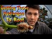 Відео огляд на Nature's Answer, Hydrangea Root, Корінь Гортензії, 30 мл