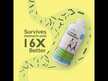 Видео обзор на SCD Probiotics, Пробиотики, SCD Essential Probiotics, 462 г