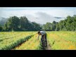 Видео обзор на Gaia Herbs, Железо, Plant Force Liquid Iron, 250 мл