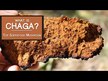 Видео обзор на Host Defense Mushrooms, Грибы Чага, Chaga, 120 капсул