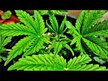 Видео обзор на Nature's Way, Люцерна 405 мг, Alfalfa 405 mg, 100 капсул