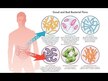 Видео обзор на Пробиотики, Mood Probiotic Stress Management Support, 60 капсул