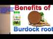 Видео обзор на Лопух 475 мг Корень, Burdock Root 475 mg, 100 капсул