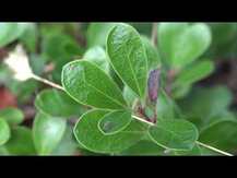 Eclectic Herb, Uva Ursi 350 mg