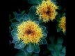 Видео обзор на Nature's Way, Родиола, Rhodiola Standardized, 60 капсул