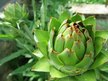 Видео обзор на Solaray, Артишок 300 мг, Artichoke Leaf Extract, 60 капсул