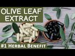 Видео обзор на Gaia Herbs, Экстракт листьев оливы, Olive Leaf, 120 капсул