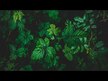 Відео огляд на Echinacea Goldenseal, Ехінацея та Жовтокорінь, 60 капсул