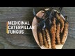 Видео обзор на Dragon Herbs, Кордицепс 500 мг, Cordyceps 500 mg, 100 капсул