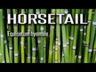 Видео обзор на Eclectic Herb, Хвощ полевой, Horsetail, 60 мл