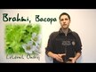Видео обзор на Paradise Herbs, Бакопа, Bacopa, 60 капсул