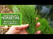 Видео обзор на Хвощ полевой 440 мг, Horsetail Grass 440 mg, 100 капсул