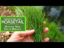 Nature's Way, Хвощ полевой 440 мг, Horsetail Grass 440 mg, 100...