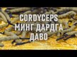 Видео обзор на Nature's Way, Кордицепс 1000 мг, Cordyceps, 60 капсул
