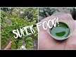 Видео обзор на Solaray, Моринга 450 мг, Moringa Leaf Extract, 60 капсул