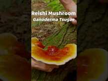 Host Defense Mushrooms, Грибы Рейши, Reishi, 120 капсул