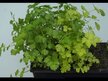 Видео обзор на Solaray, Сельдерей 505 мг, Celery Seed, 100 капсул