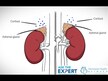 Видео обзор на Rootcology, Поддержка надпочечников, Adrenal Support, 90 капсул