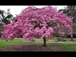 Видео обзор на Пау Д'арко, Pau d'Arco Inner Bark 545 mg, 180 капсул