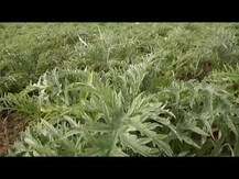 Gaia Herbs, Floradix Gallexier Herbal