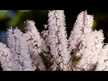 Видео обзор на Черный кохош 540 мг Корень, Black Cohosh Root, 180 капсул