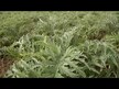 Видео обзор на Gaia Herbs, Поддержка Либидо, Men Male Libido, 120 капсул