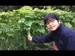 Відео огляд на Eclectic Herb, Bitter Melon 200 mg, Гірка диня, 90 капсул