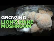 Host Defense Mushrooms, Грибы Львиная грива, Lion's Mane, 120 ...