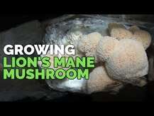 Host Defense Mushrooms, Lion's Mane, Гриби Левова грива, 60 ка...