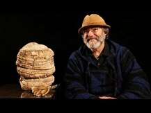 Host Defense Mushrooms, Грибы Чага, Chaga, 60 капсул