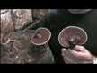 Видео обзор на Host Defense Mushrooms, Грибы Рейши, Reishi, 100 г
