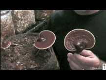 Host Defense Mushrooms, Reishi Mushroom Mycelium Powder Cardio & Longevity