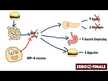 Видео обзор на Ферменты, Enzyme Complete DPP-IV With ISOGEST, 180 капсул